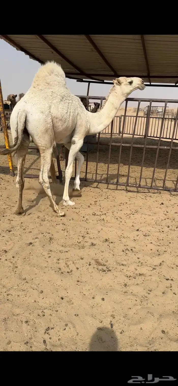 قعود كفووو للبيع رقم الجوآل 1