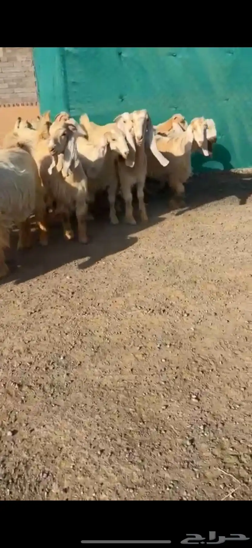 جفرات عوارض صفر نوادر 2