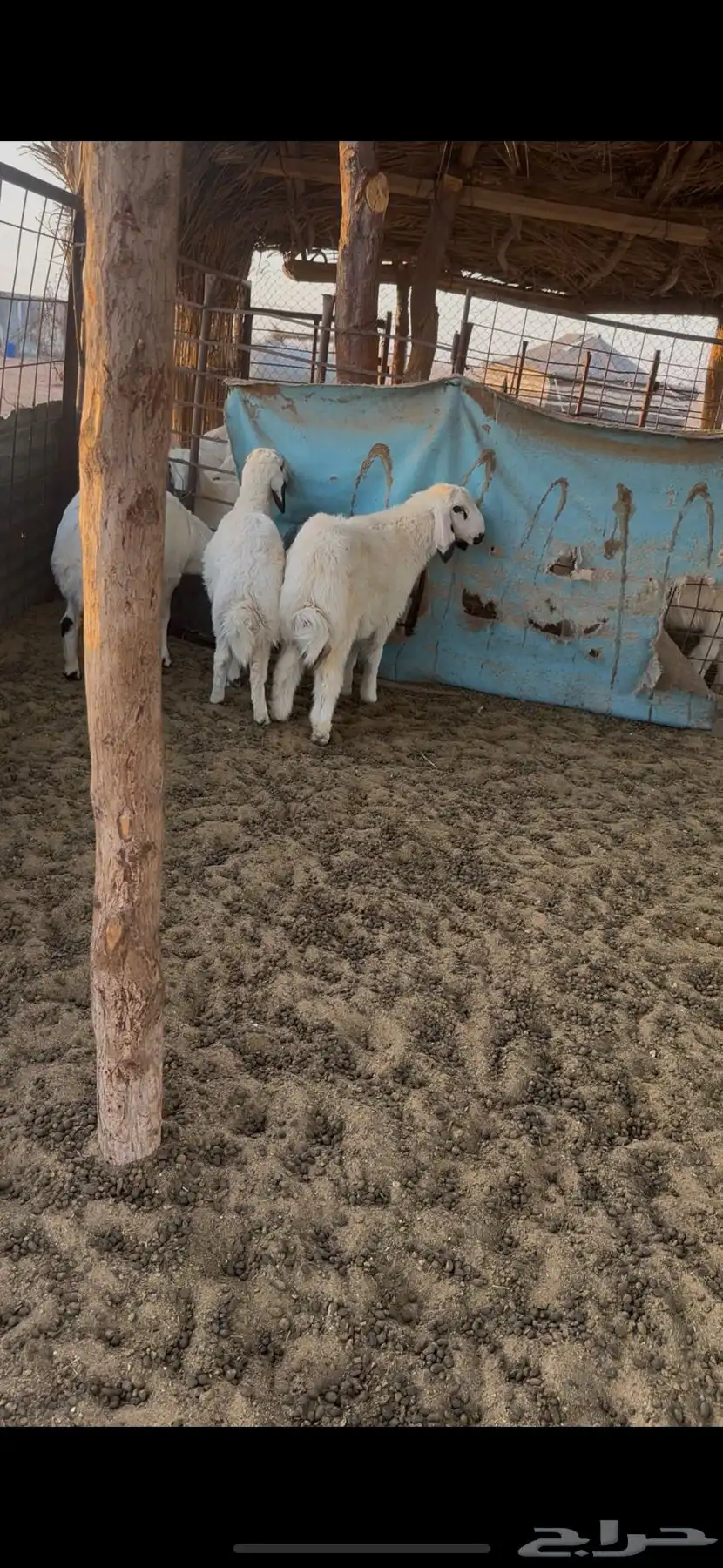 طليان طيبة 1