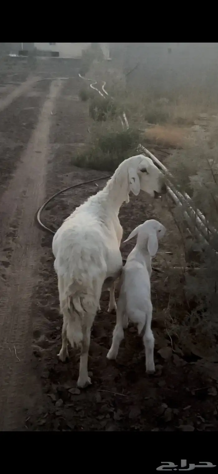 نعجه حريه تامه والد معها خروف تم البيع 1