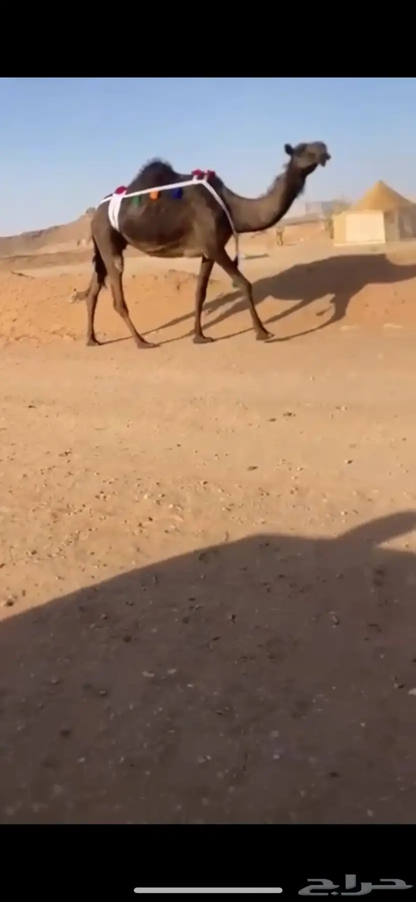 ناقة 1