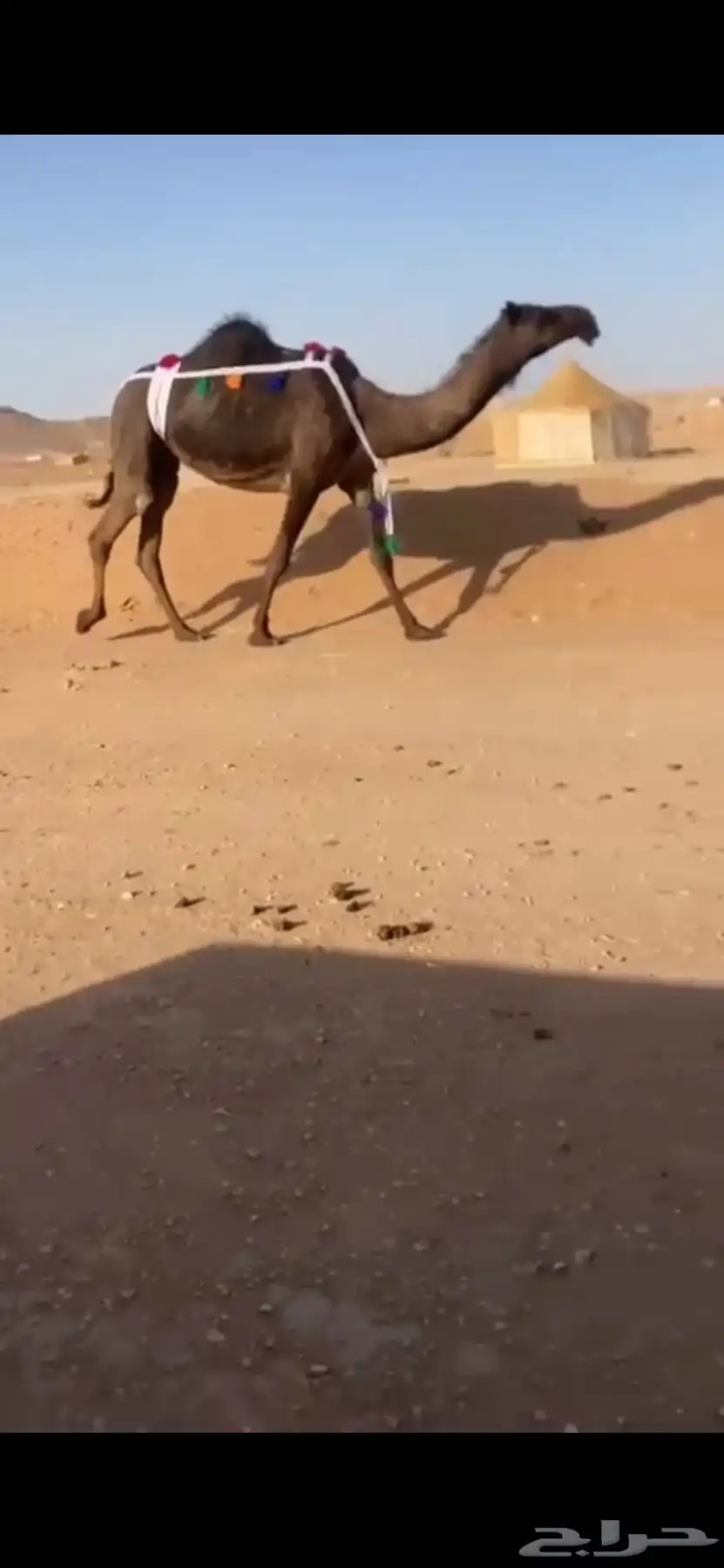 ناقة 0