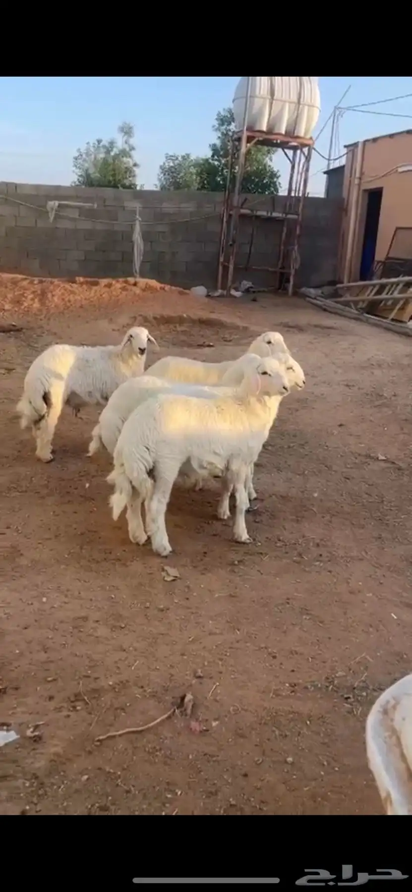 بهم حري 1
