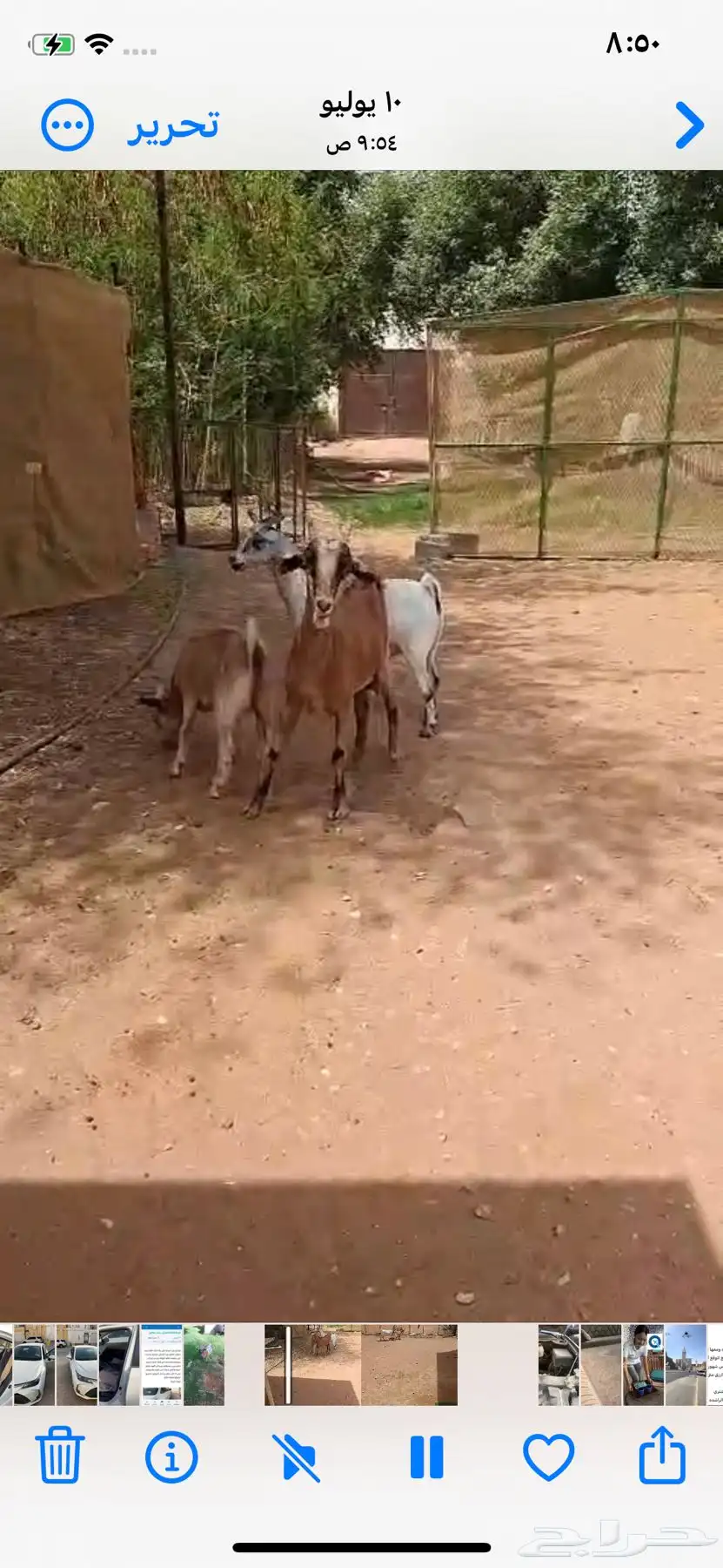 معزاء للبيع 0