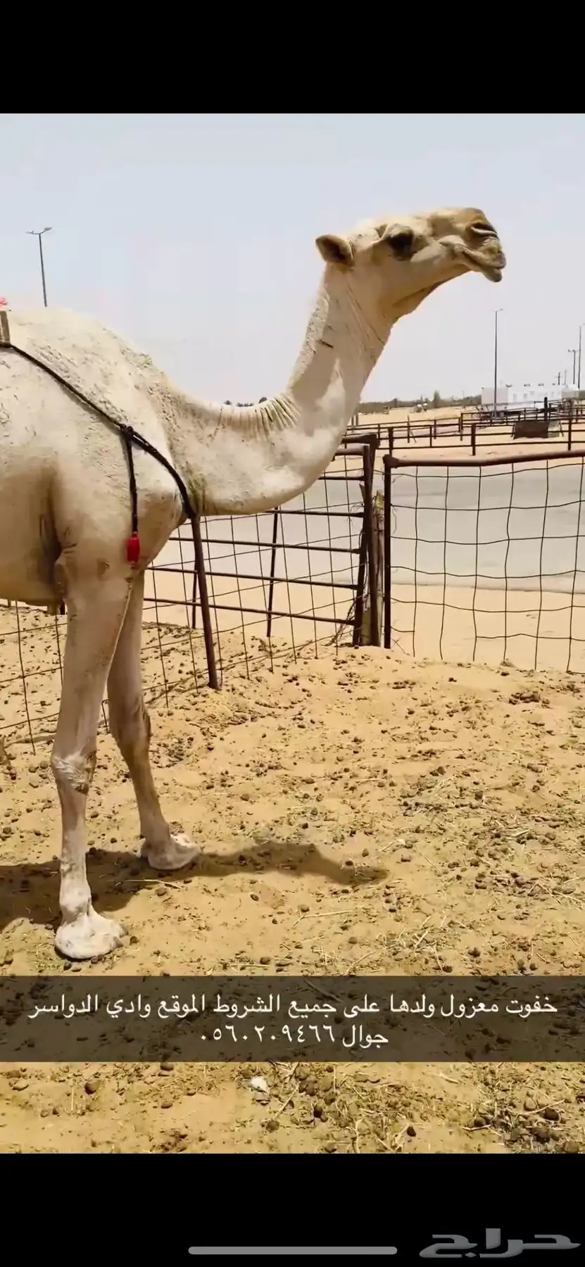 ضروبه طيبه 2