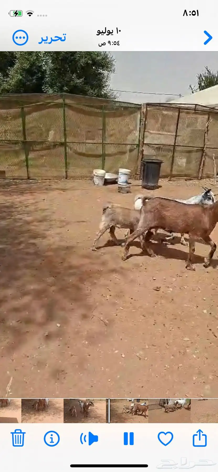 معزاء للبيع 1