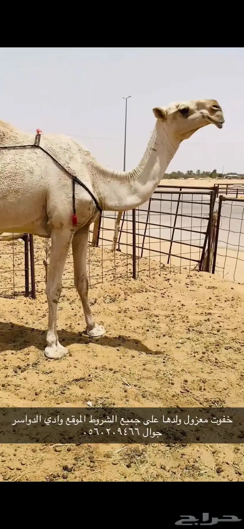 ضروبه طيبه 0