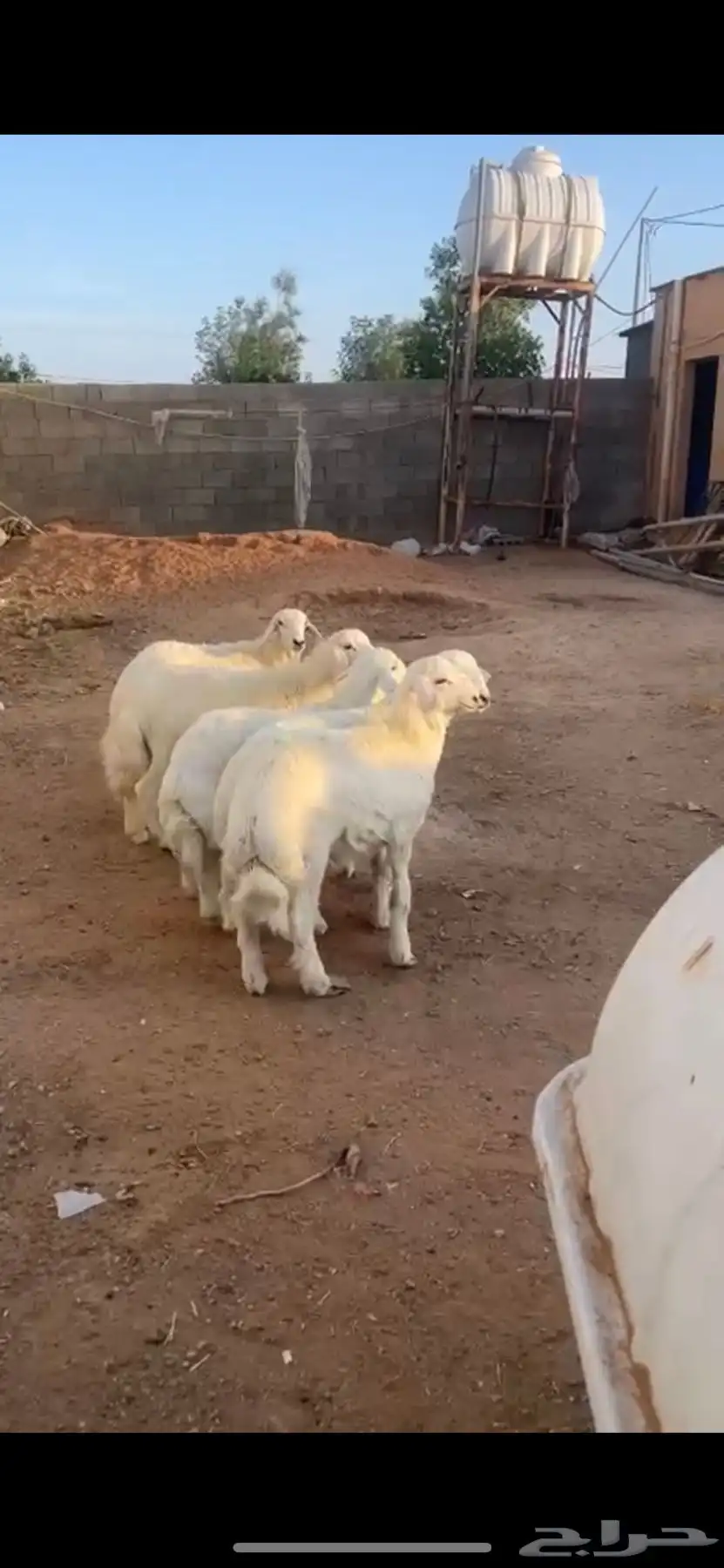 بهم حري 0