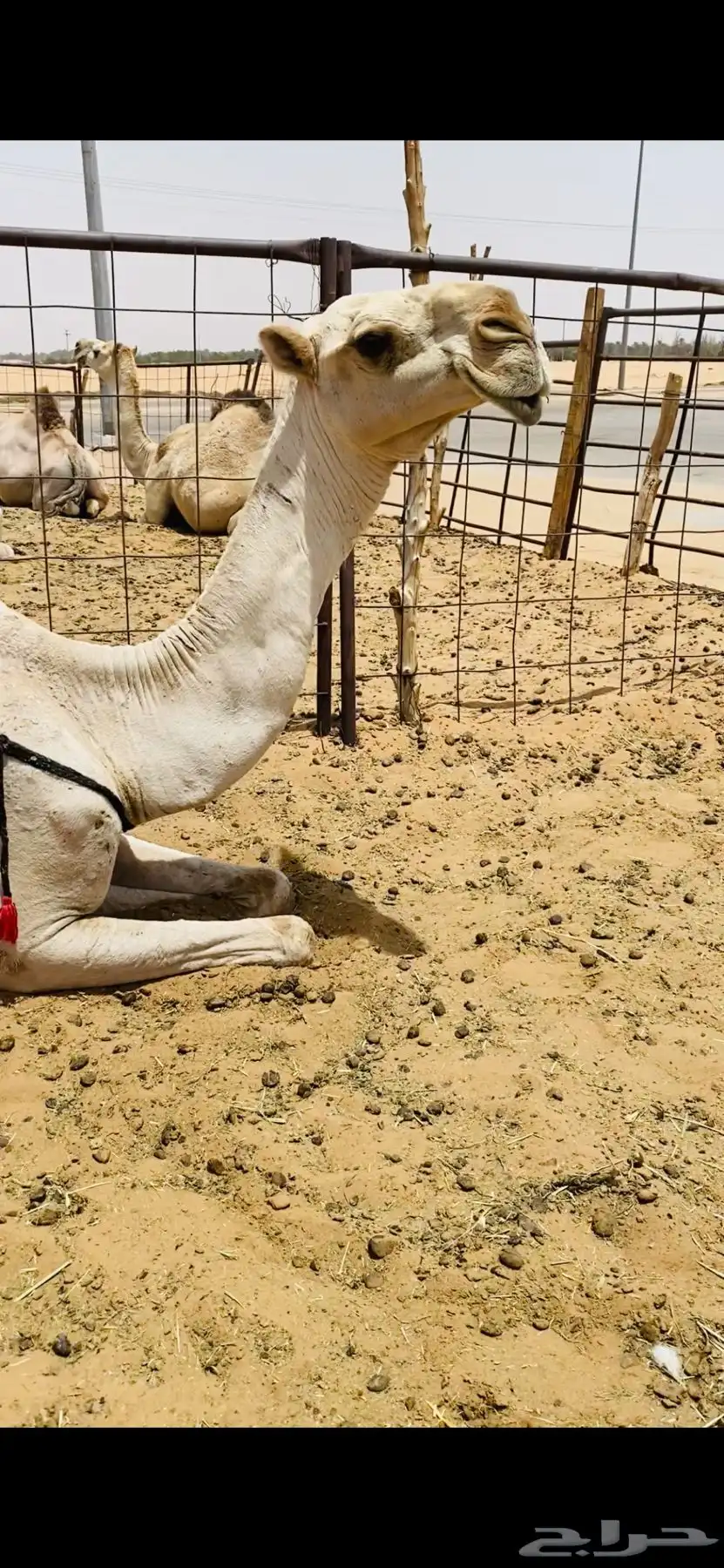 ضروبه طيبه 3