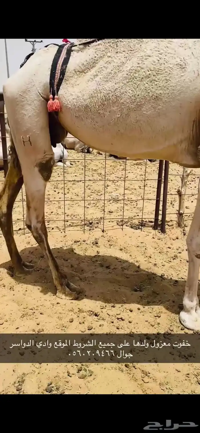 ضروبه طيبه 1
