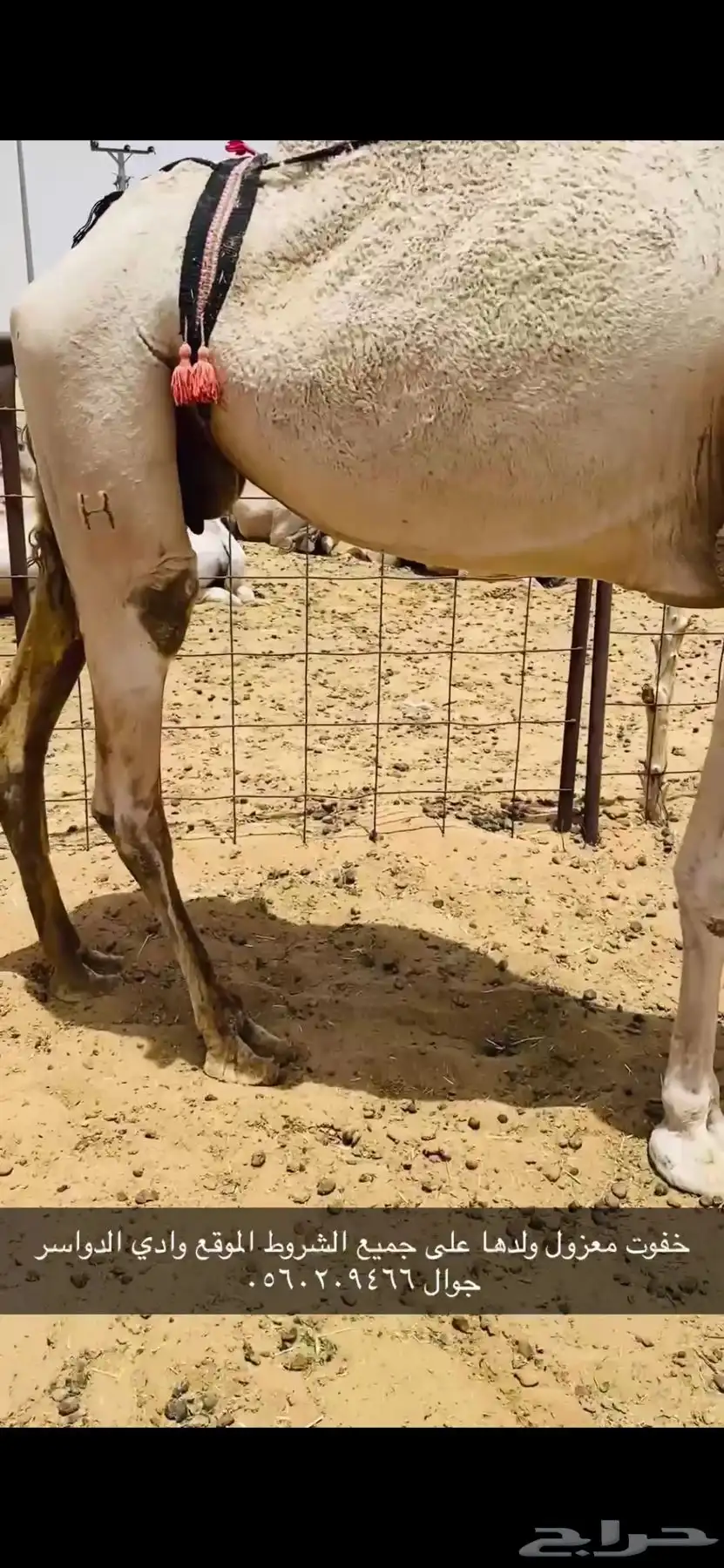 ضروبه طيبه 1