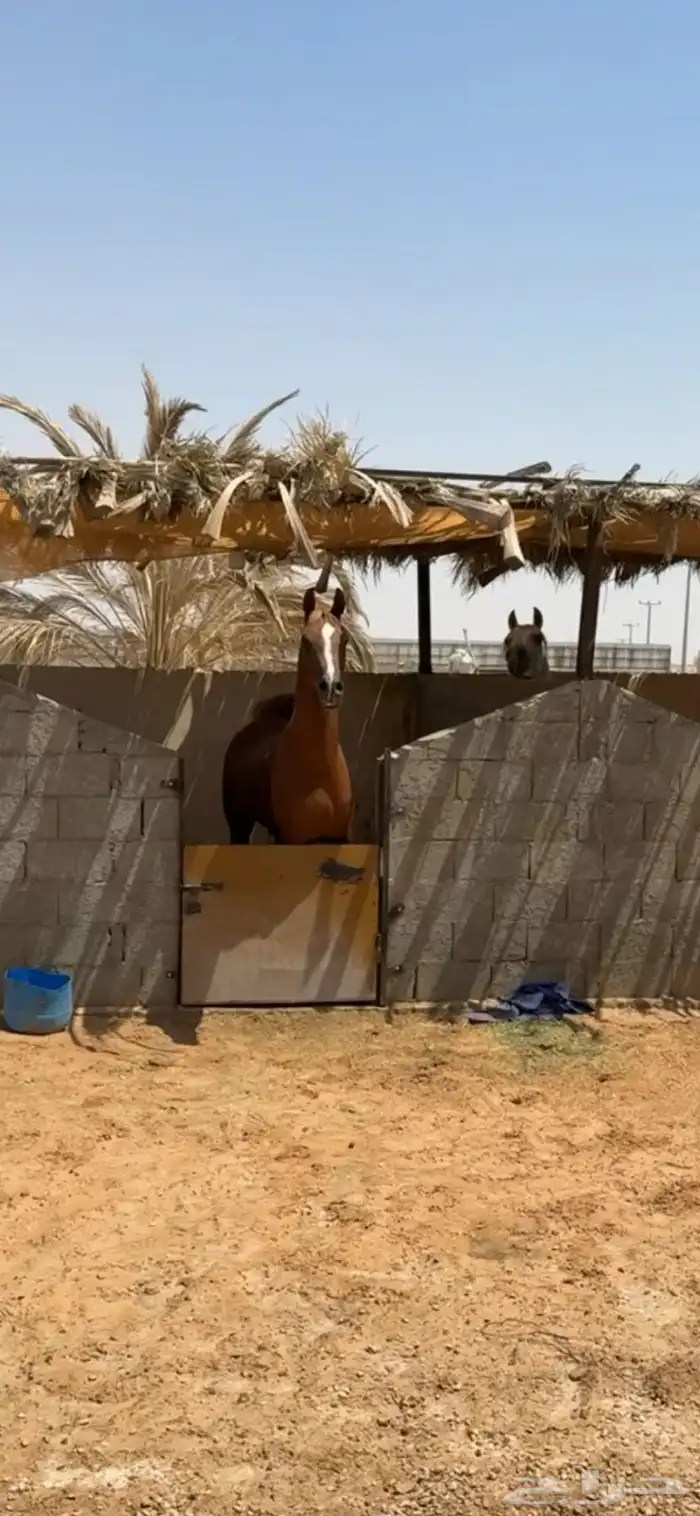 خيل عربي 2