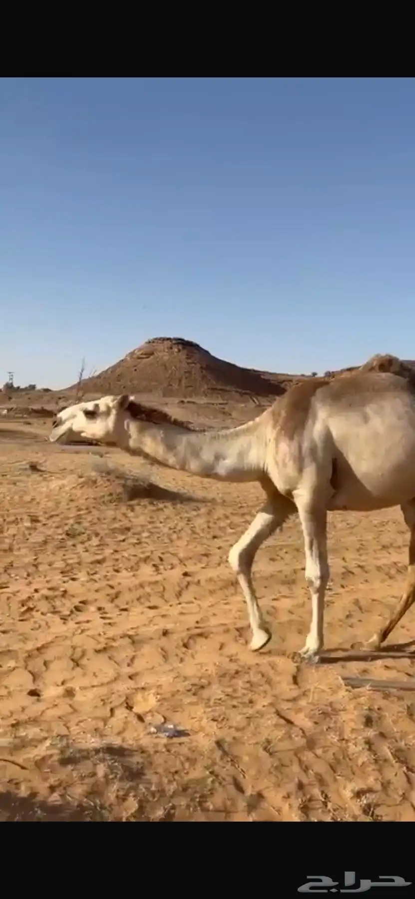 قعود باتلي على بعير بن جليل 0