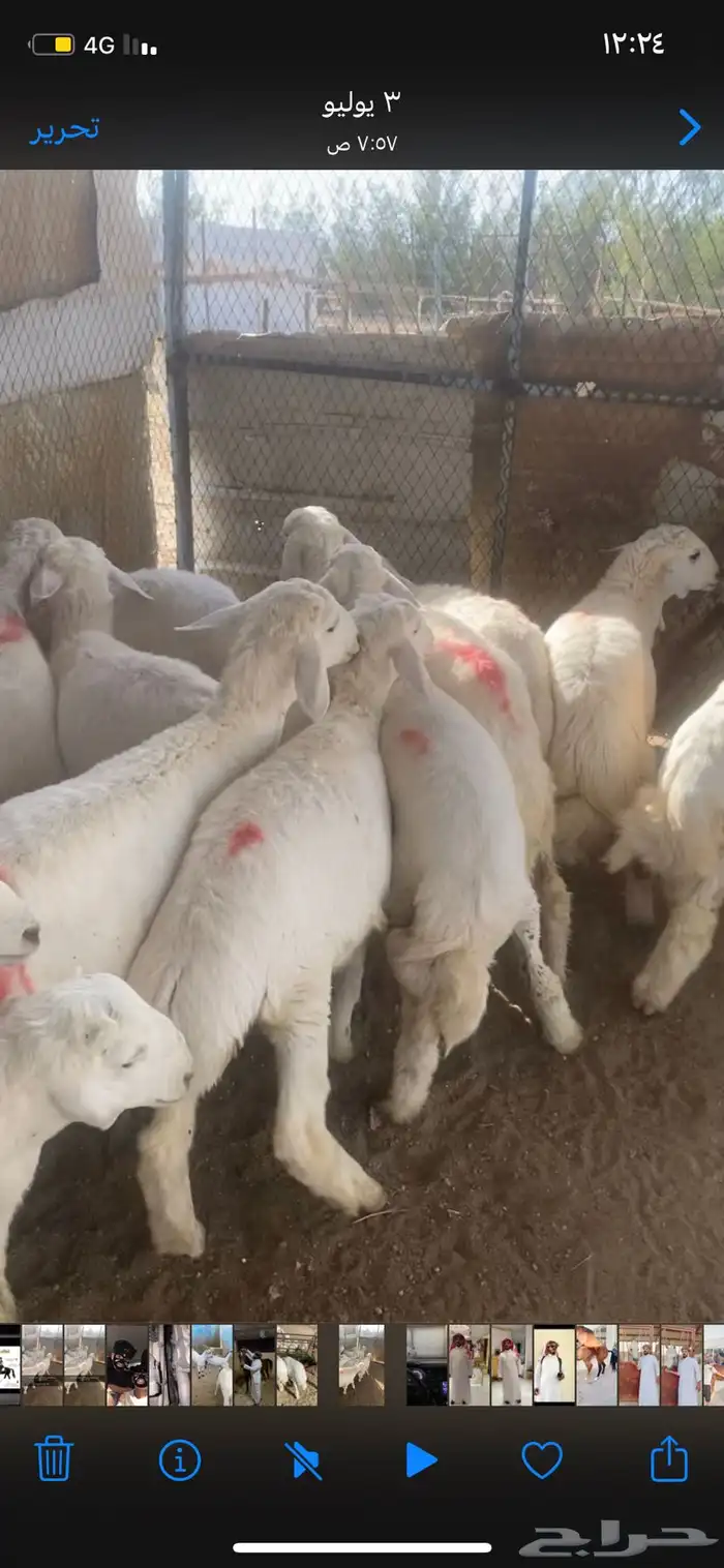 طليان حريه نضيفه للمناسبات وللحفلات 0