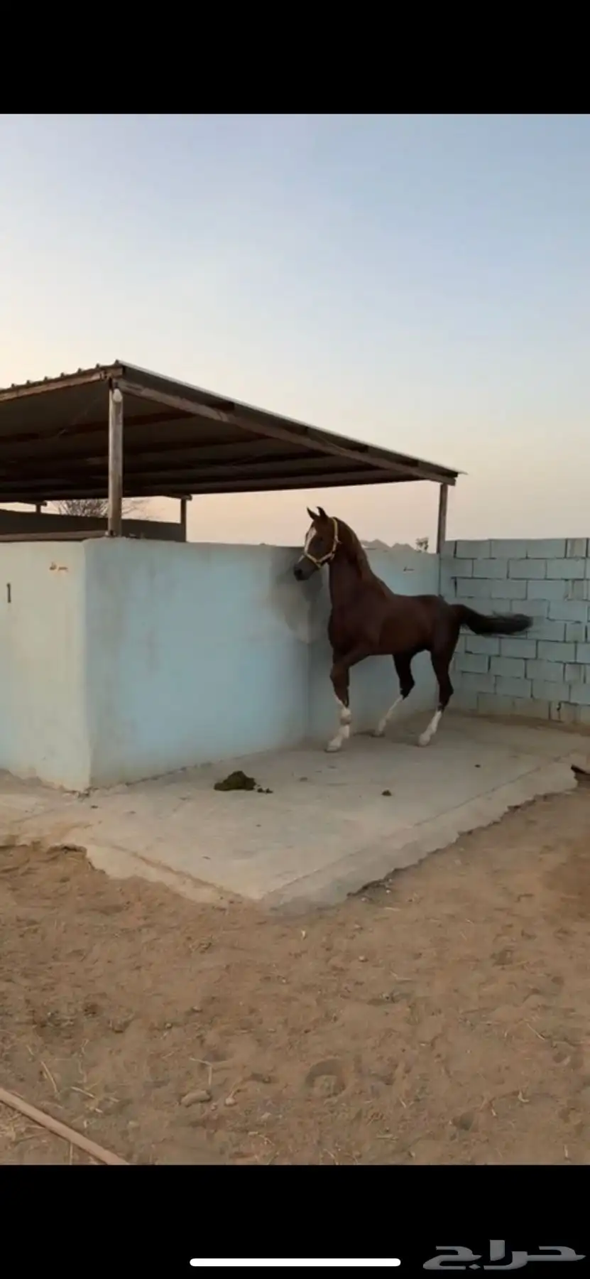 حصان 1