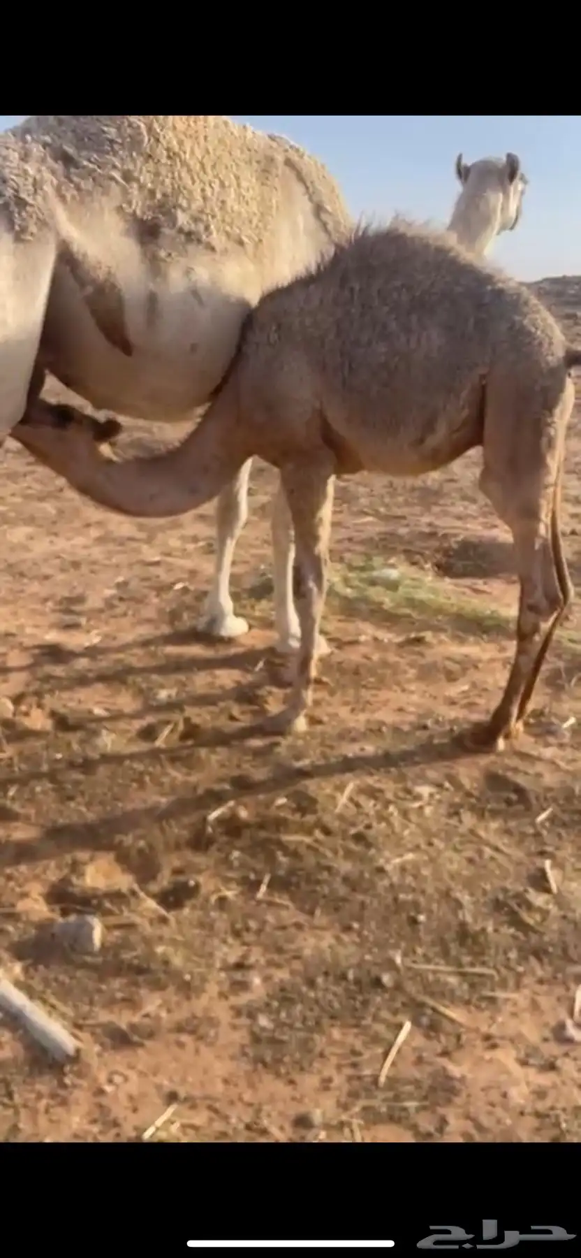 حشو قصب قعدان 2