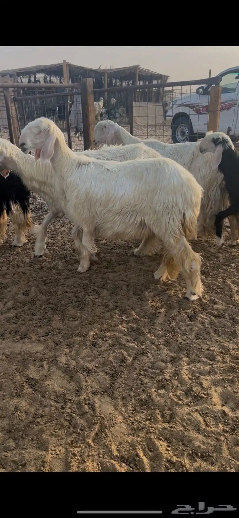 عيسيات صنف 2