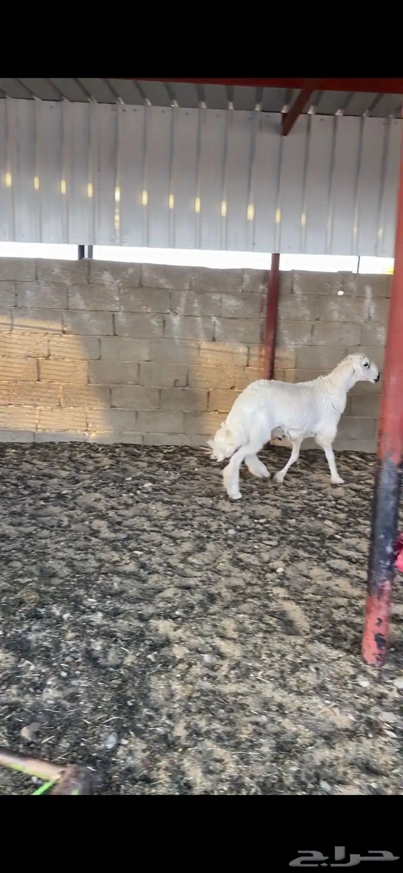 خروف جبر 0