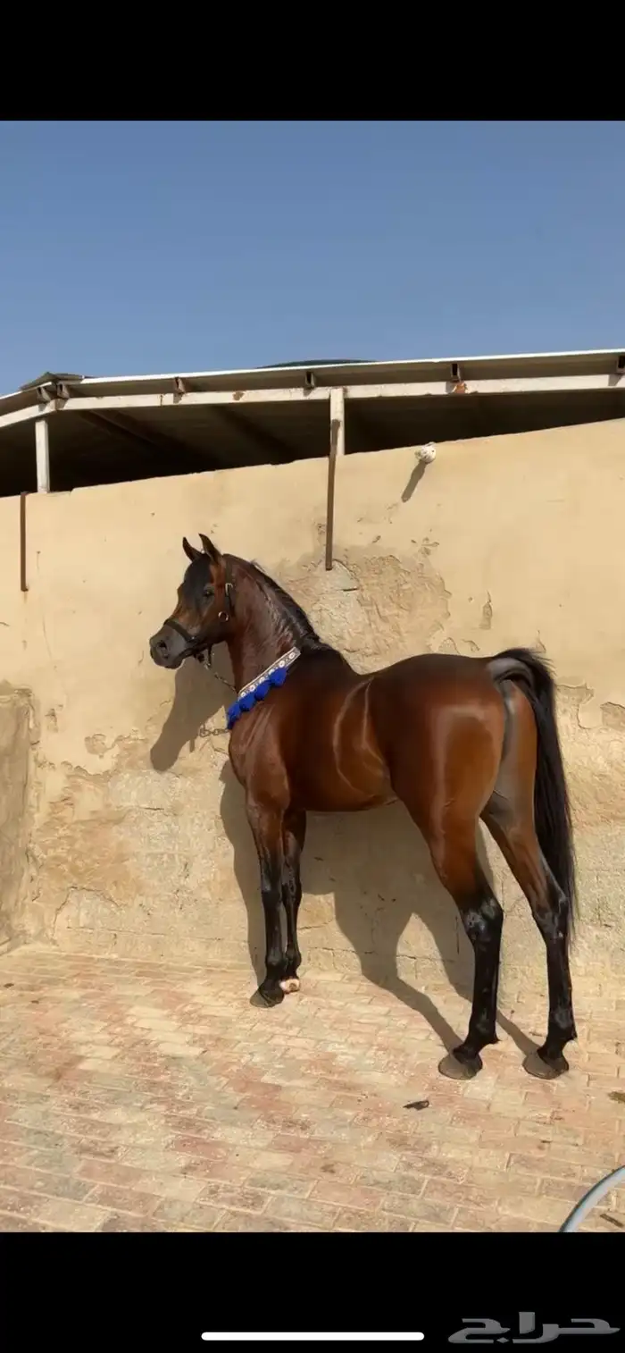 فحل مصري منتج و متاح للتشبيه لوجه الله 8