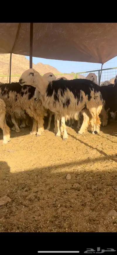 فحل نجدي صنف مشروط 7