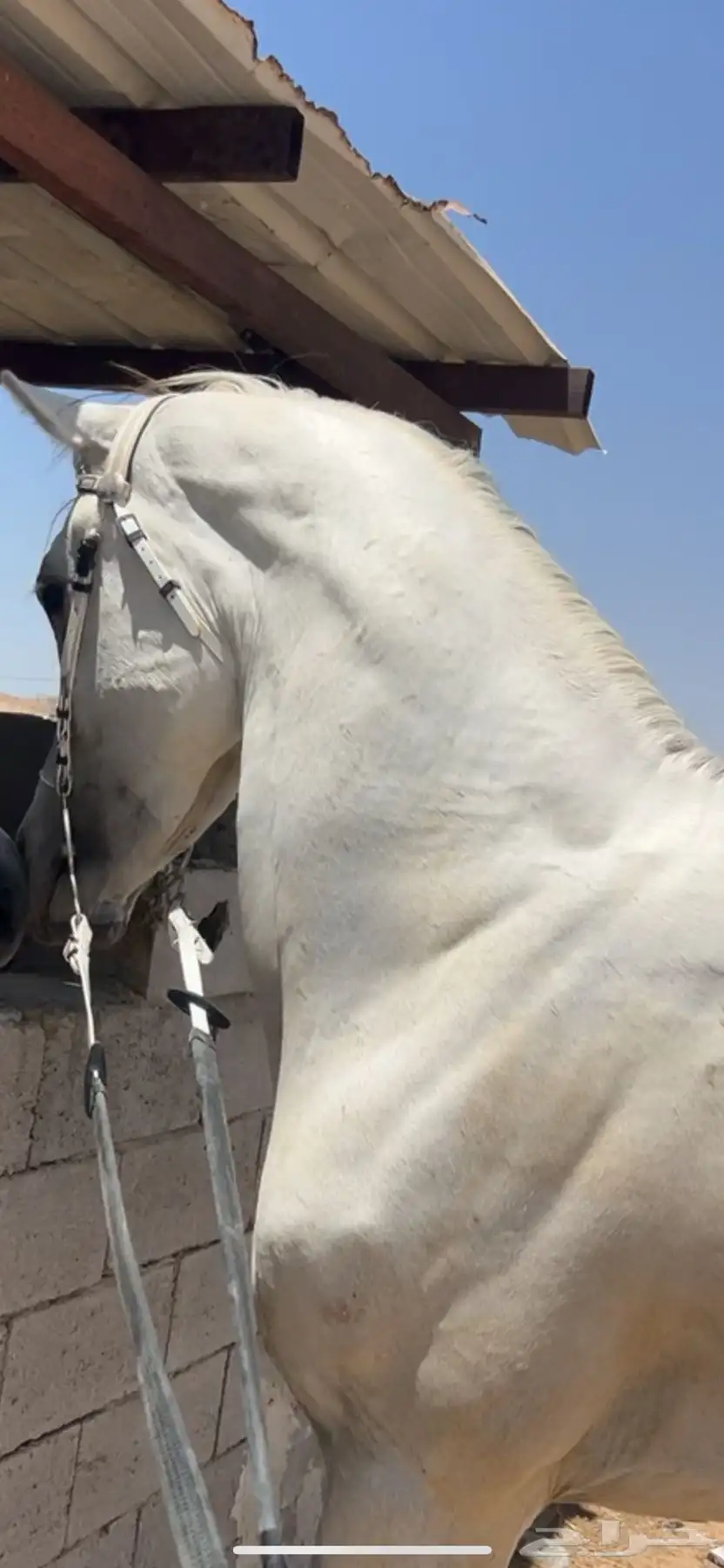 مهر مصري بيور للبيع 3