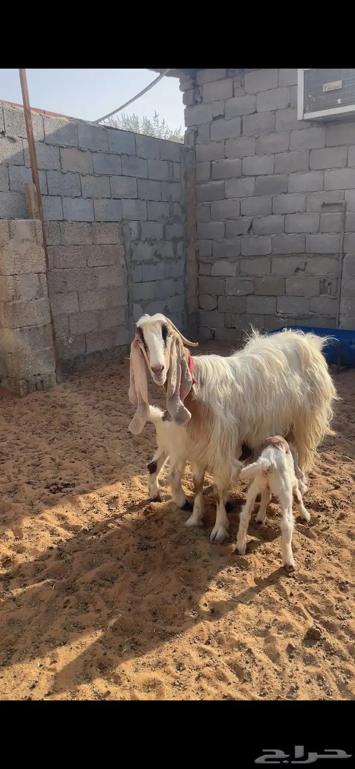 عنز متبع بتوم ( تم البيع ) 0
