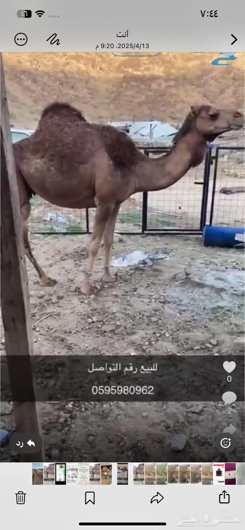 نياق ثلاث لقح 2