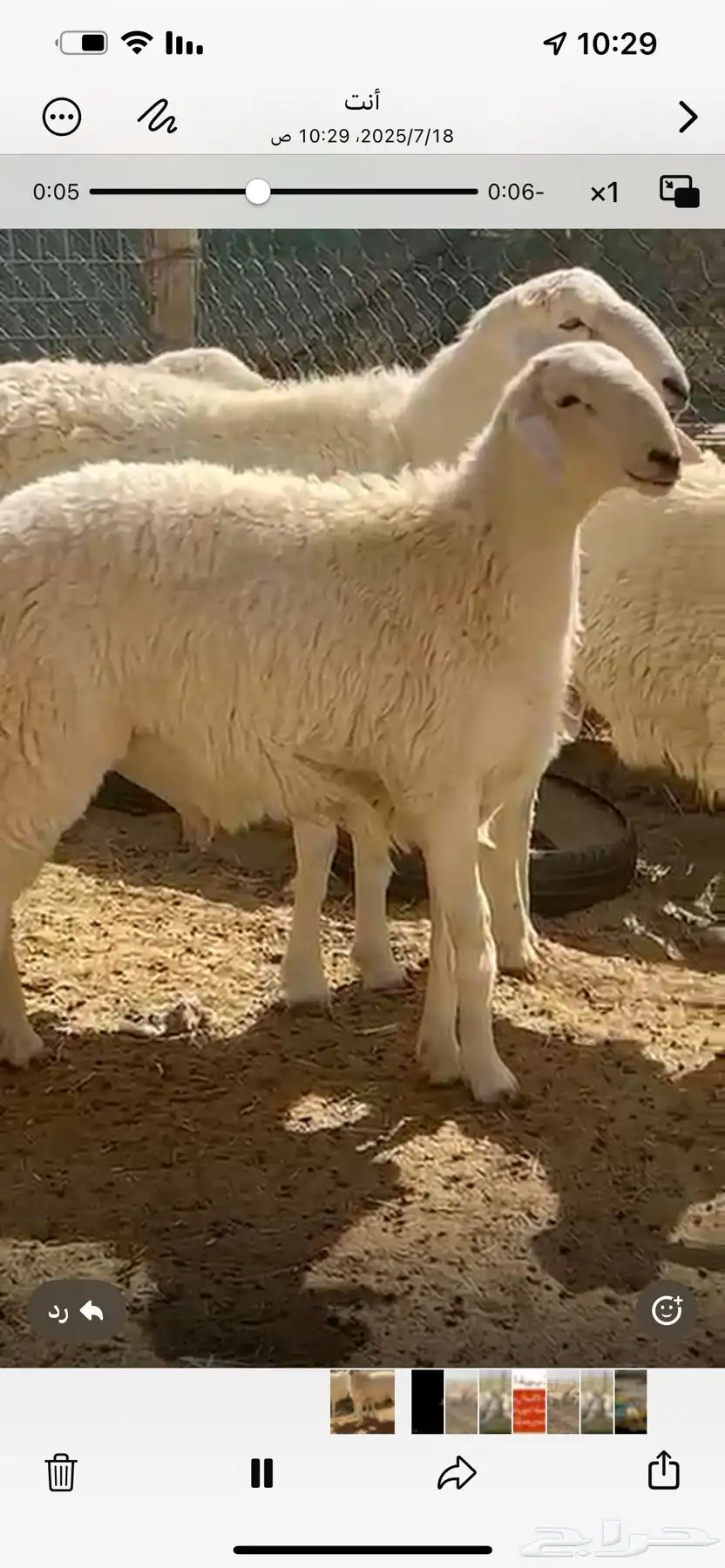 فحل حري صنف فاخر 3