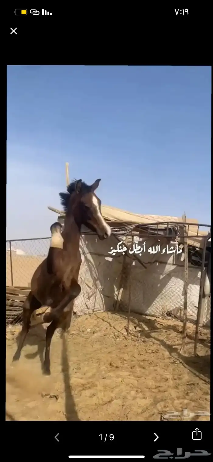 المهر حار جدا جدا 3