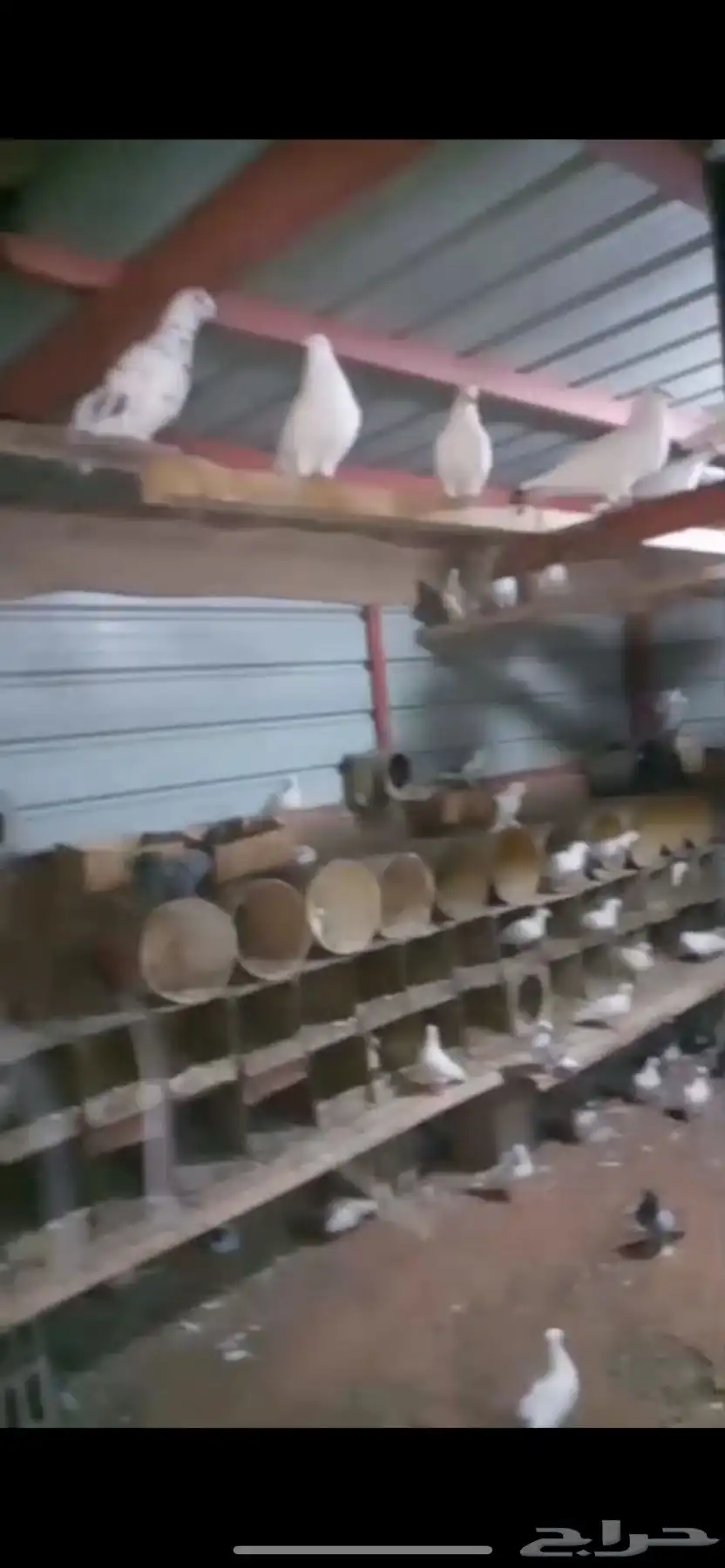 طيور حمام 1