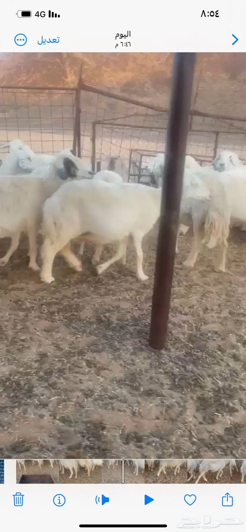 للبيع غنم مراح حريات حرش العدد 45 بفحلها فيه 5 خلفات 3