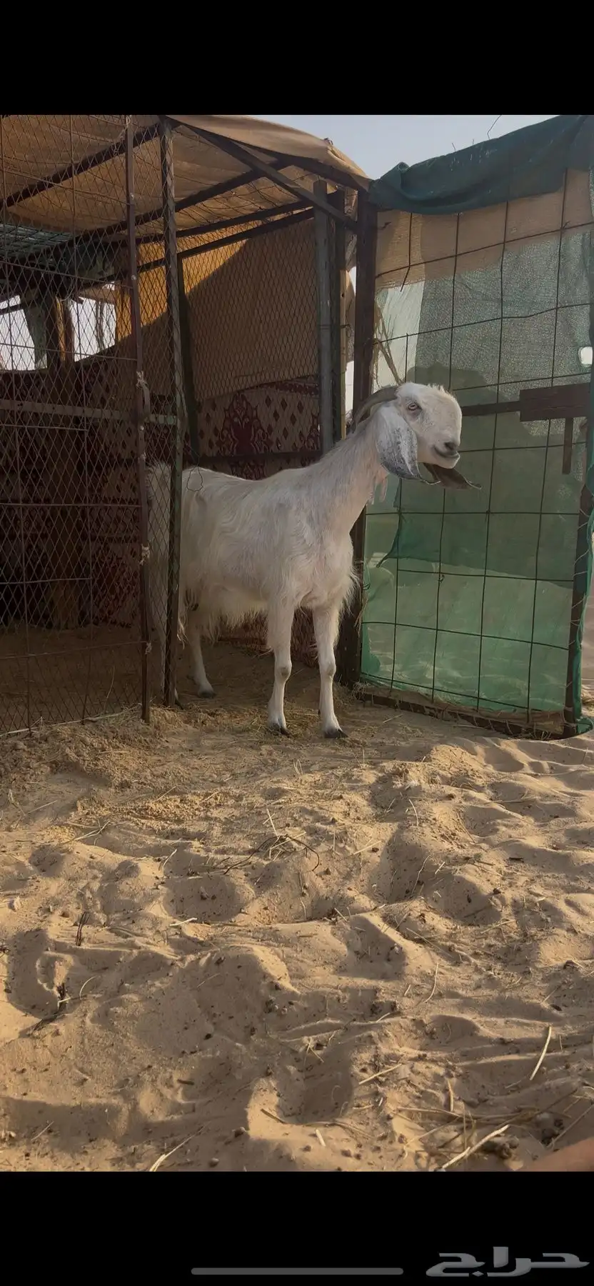 عنز دافع تم البيع 0