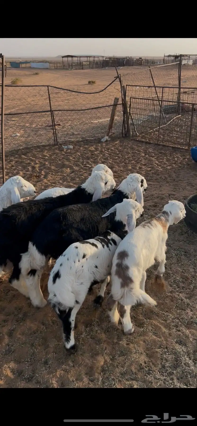 هرافى طليان حري ونجد 2