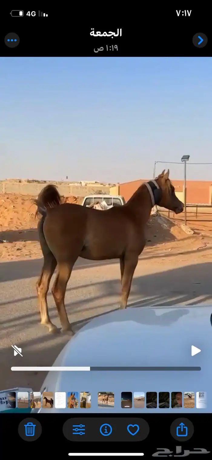 مهر فاخر كفو 0