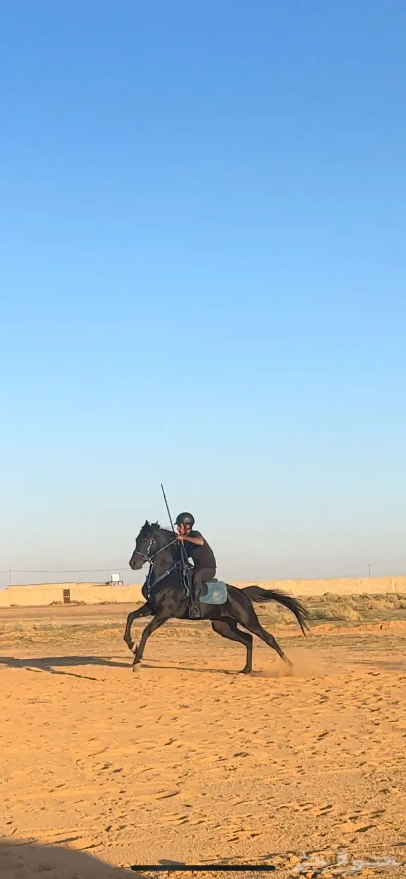 حصان ادهم شيخخ 7