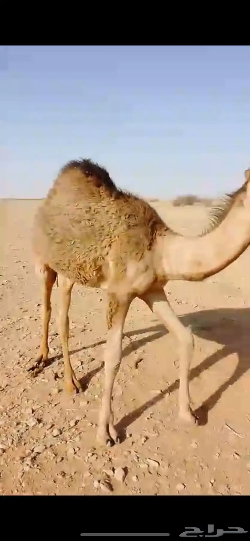 حاشي للبيع 0