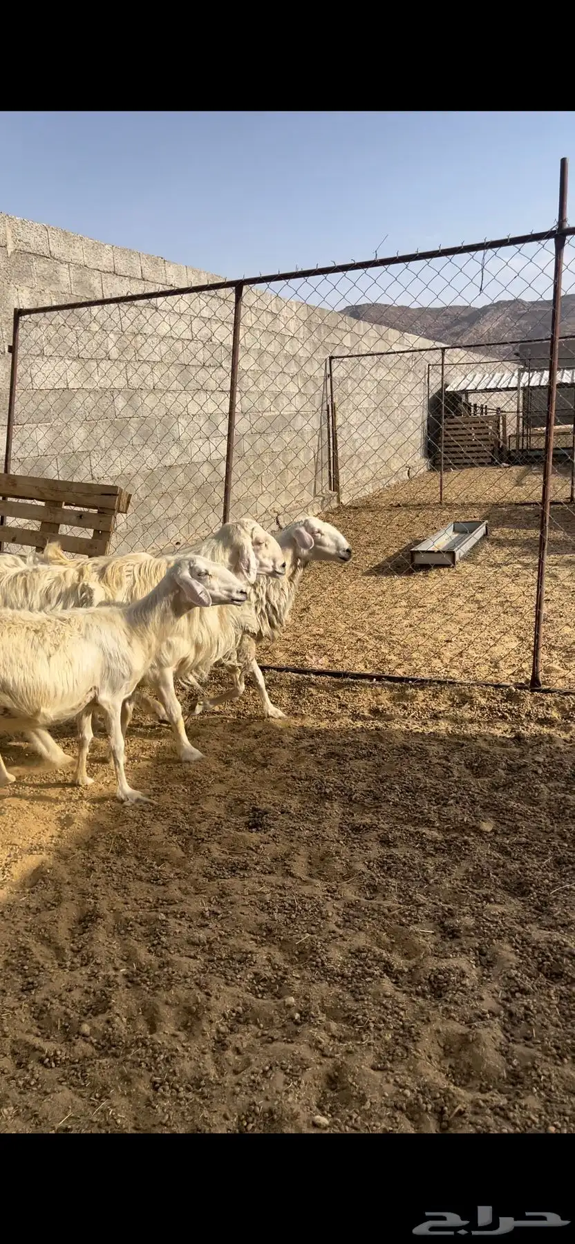 خروف فحل اصفر وضان صفر 0