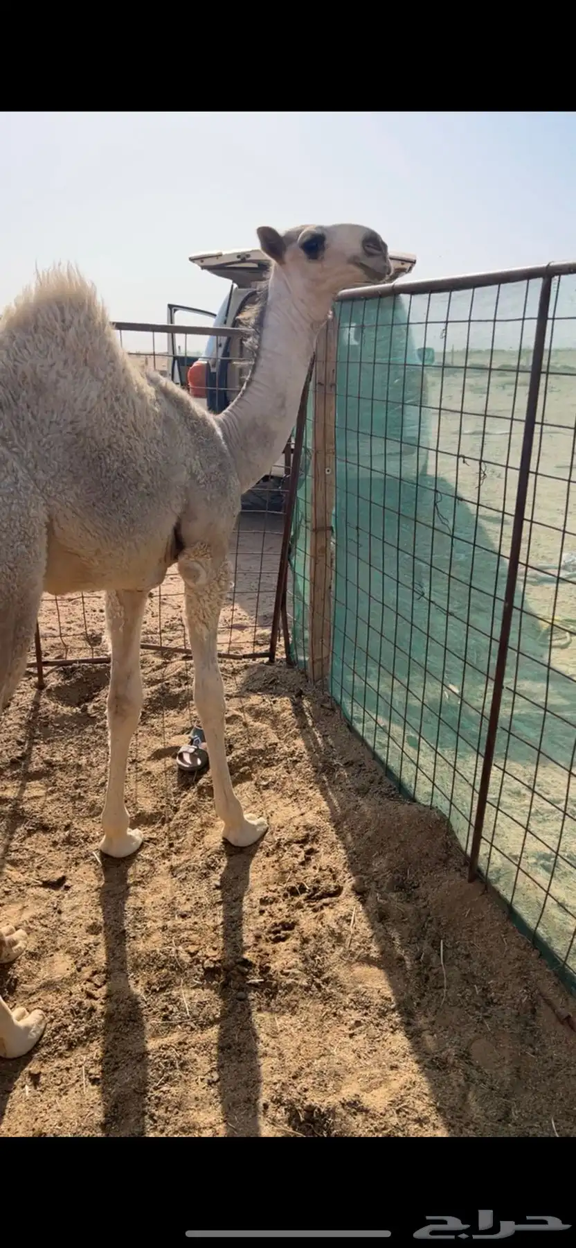 حواره باتليه كفو 0