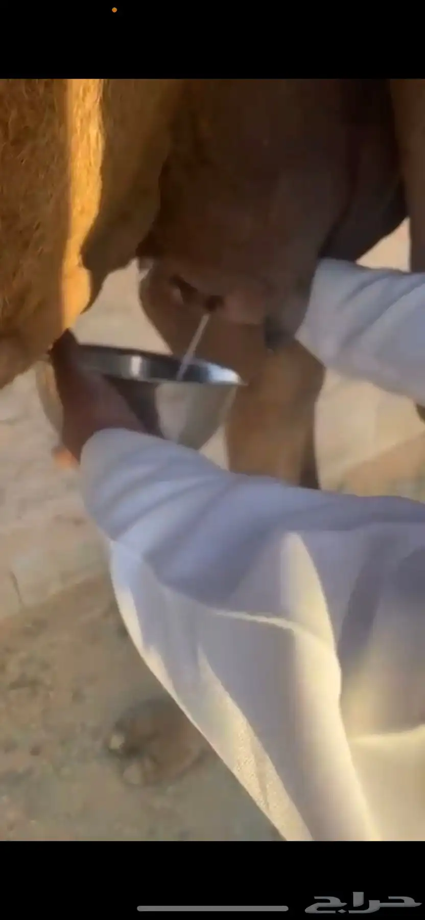 خلفه شعلا منيحه وهديه 2