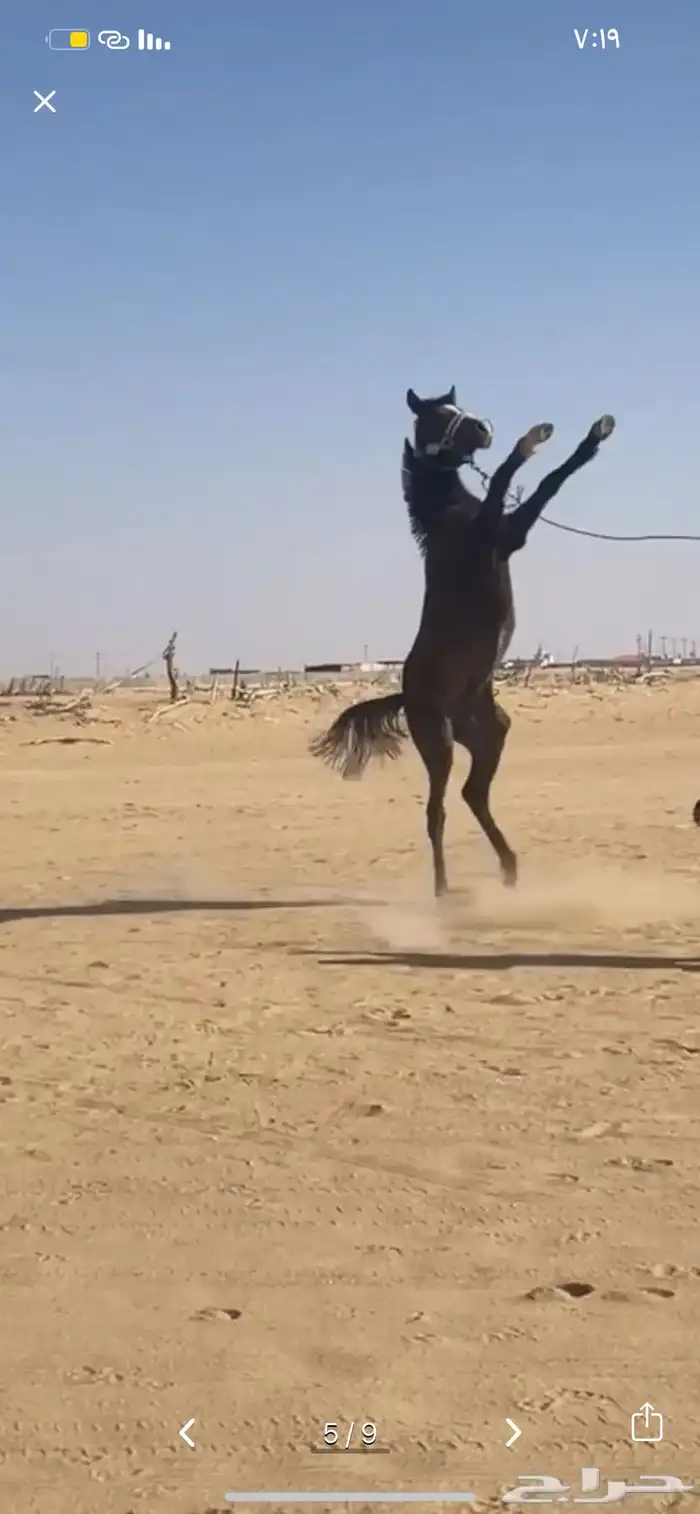 المهر حار جدا جدا 0