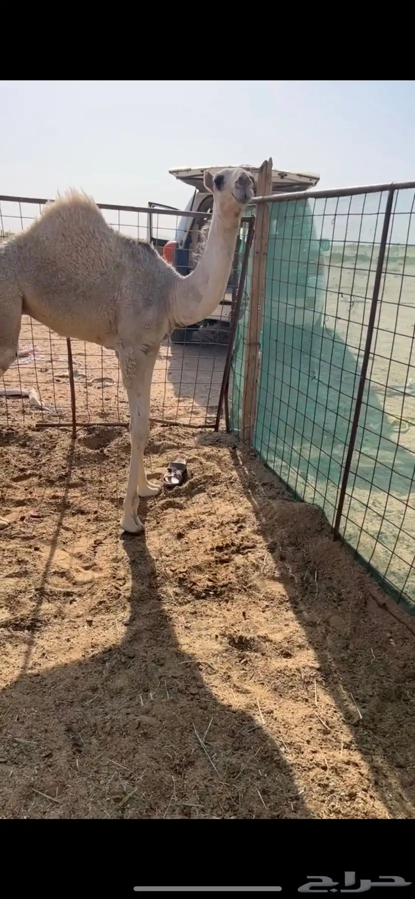 حواره شقحى 0