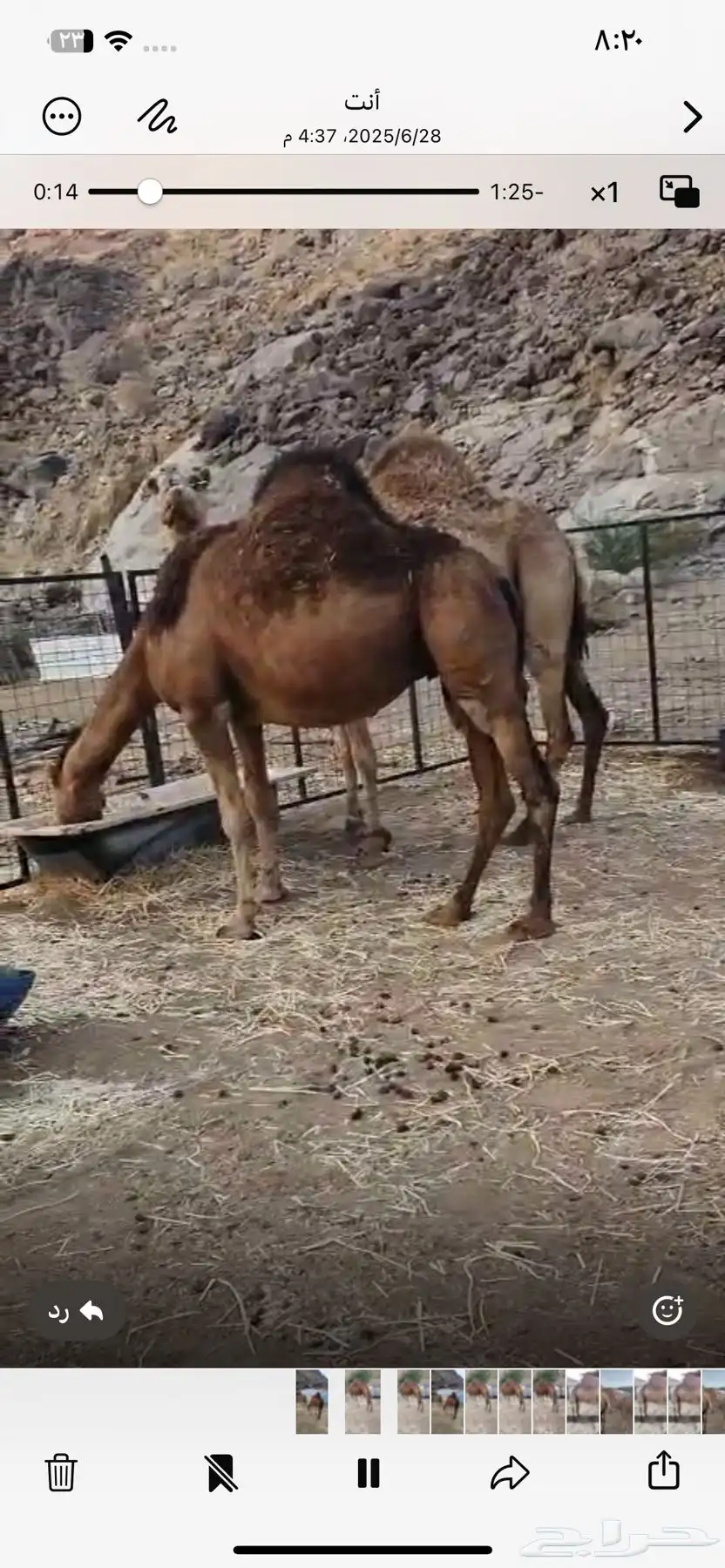 نياق ثلاث لقح 1
