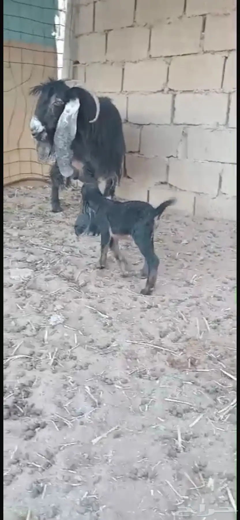 عنز عارضيه طيب صحه شرط ديد شرط سن شرط 0