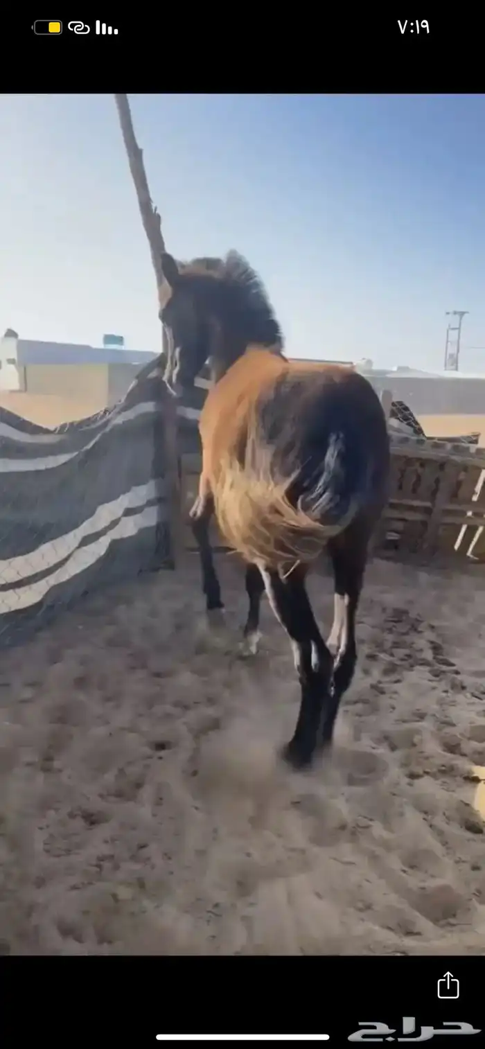 المهر حار جدا جدا 4