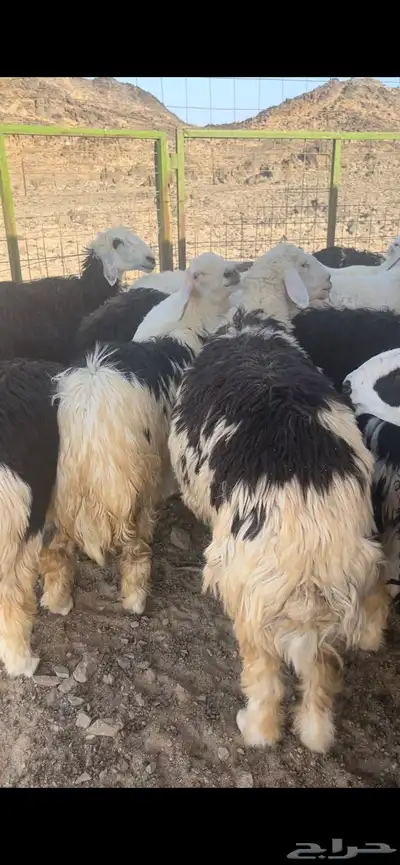 فحل نجدي صنف مشروط 6