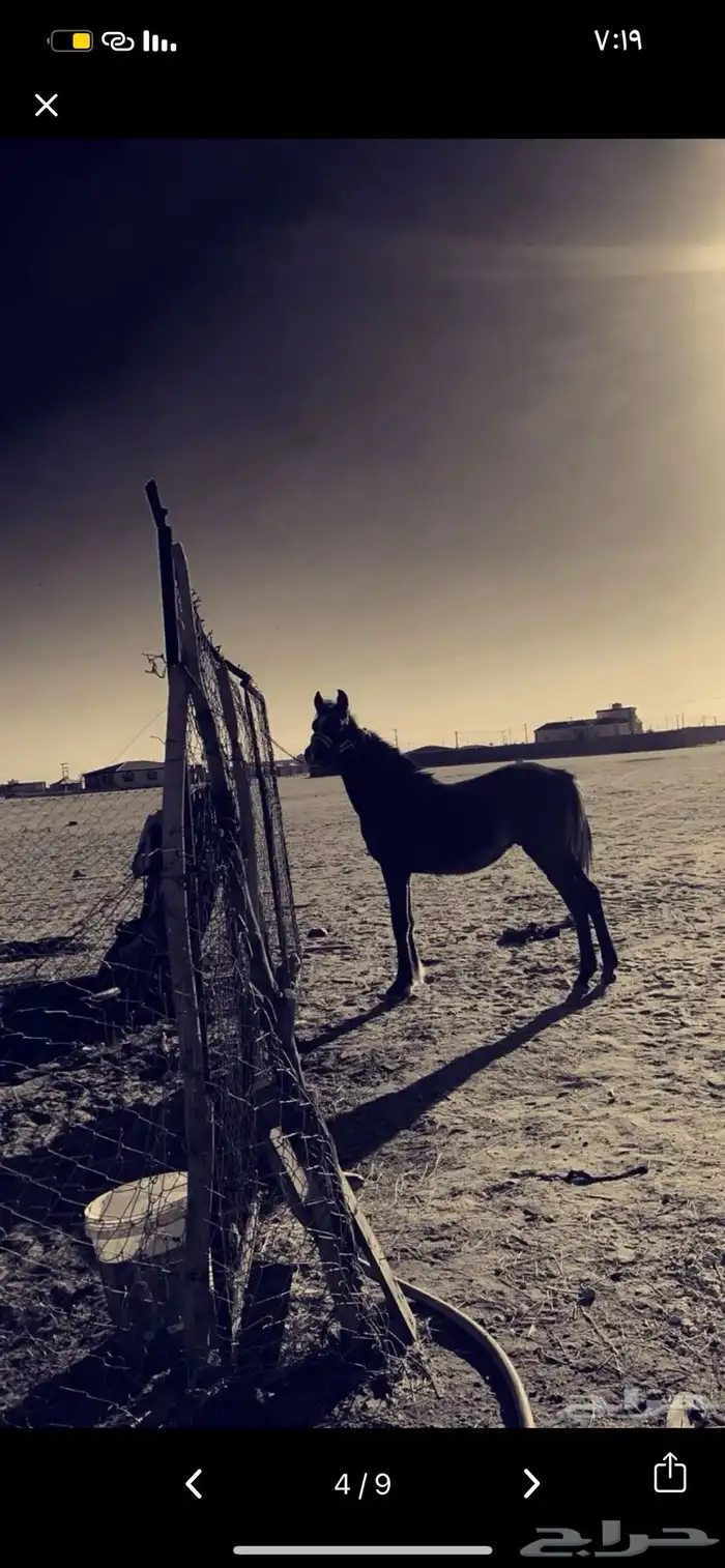 المهر حار جدا جدا 1