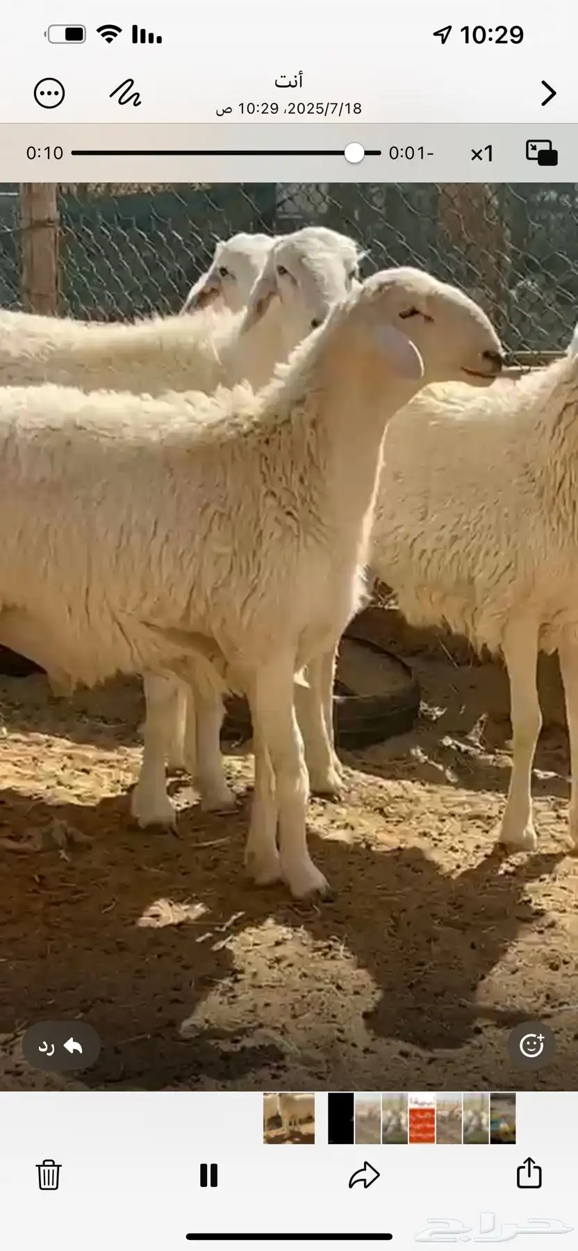 فحل حري صنف فاخر 0