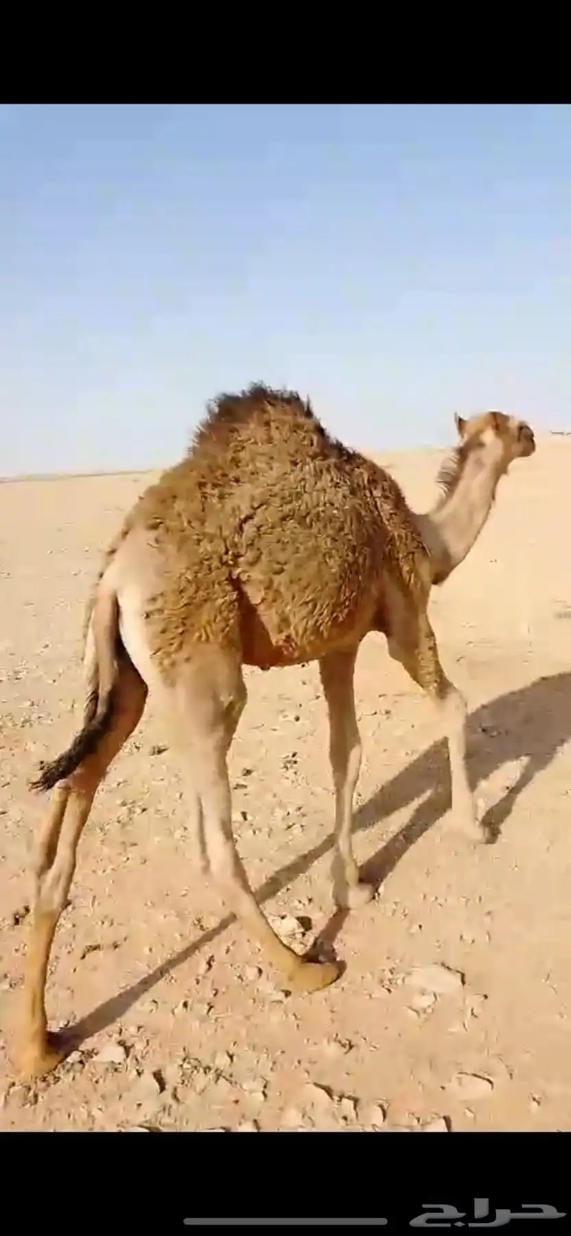 حاشي للبيع 1