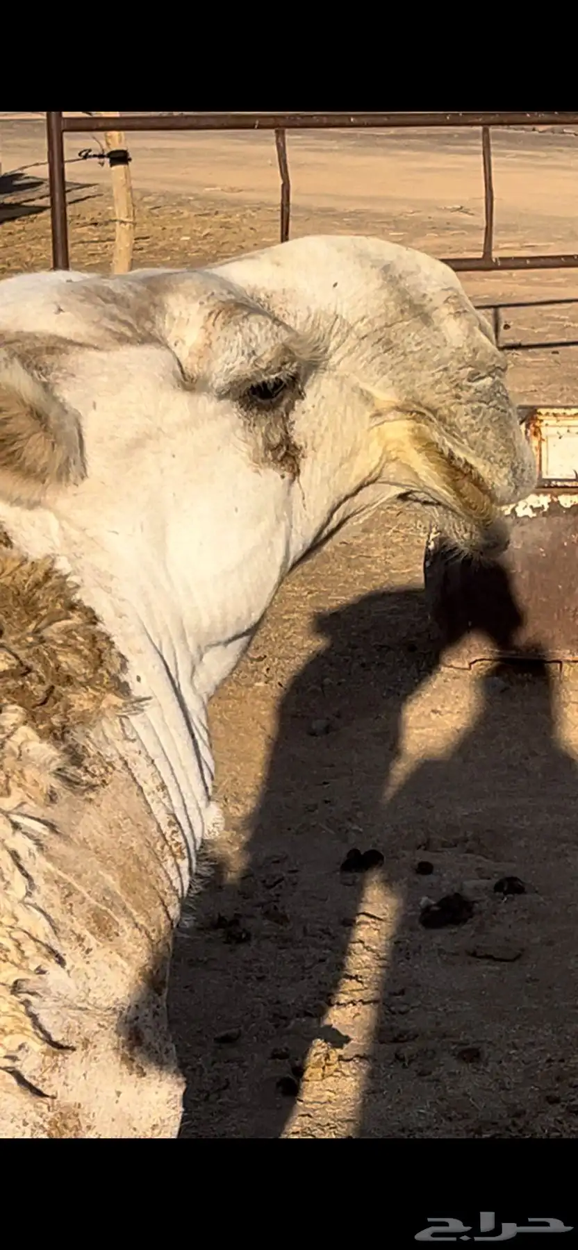 جمل للبيع 2