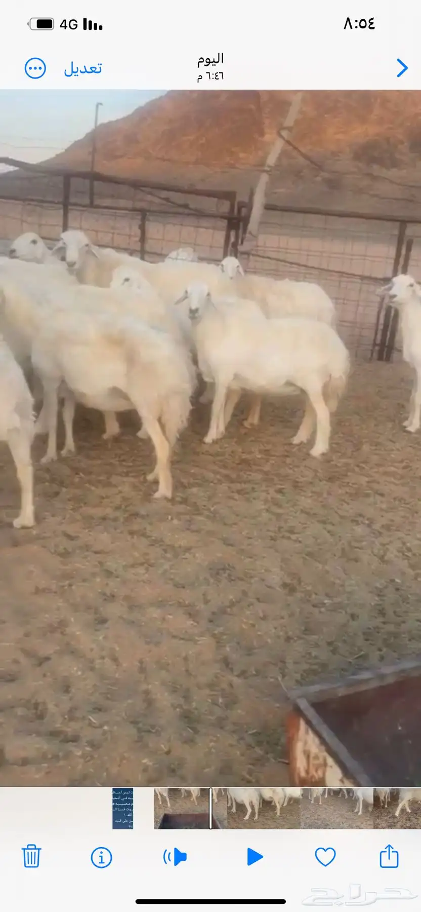 للبيع غنم مراح حريات حرش العدد 45 بفحلها فيه 5 خلفات 4